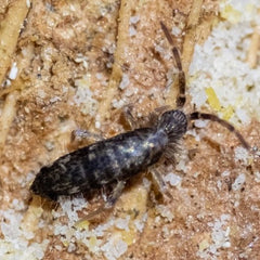 Seira Bipunctata Springtails
