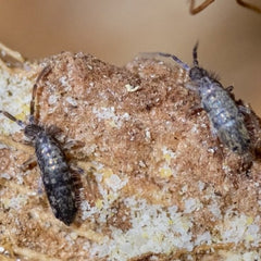 Seira Bipunctata Springtails