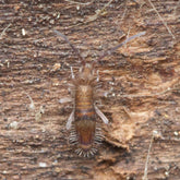 Entomobrya sp. “Tusken Raiders” Springtails