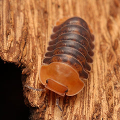 Cubaris Sp. "Rubber Ducky"