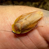 Yellow Gyna Lurida Porcelain Roach 12 Mixed Sizes