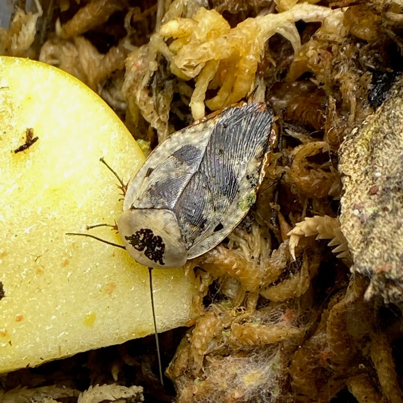 Gyna caffrorum " Chrome Roach"