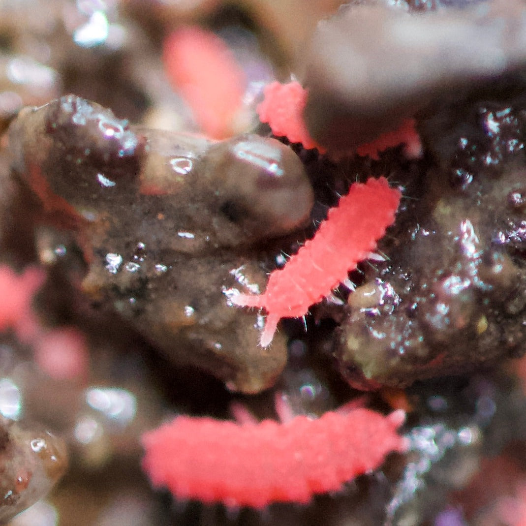 Lobella Cf Thai Red Springtails