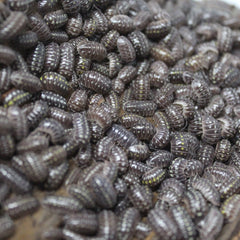 Armadillidium Klugii Pudding