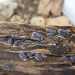 Cubaris Sp. Pak Chong Cubaris