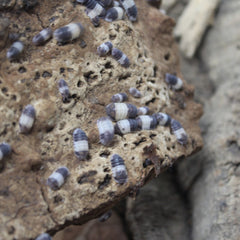 Cubaris Sp. Panda King