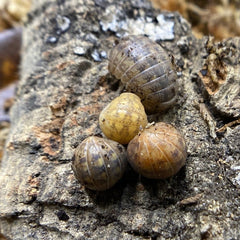 Helleria Brevecornis