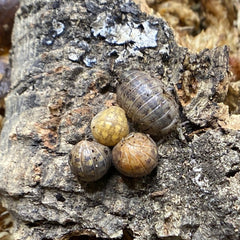 Helleria Brevecornis