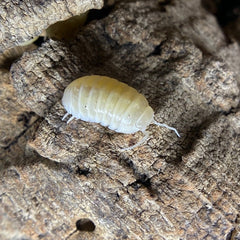 Armadillidium Vulgare T- Albino