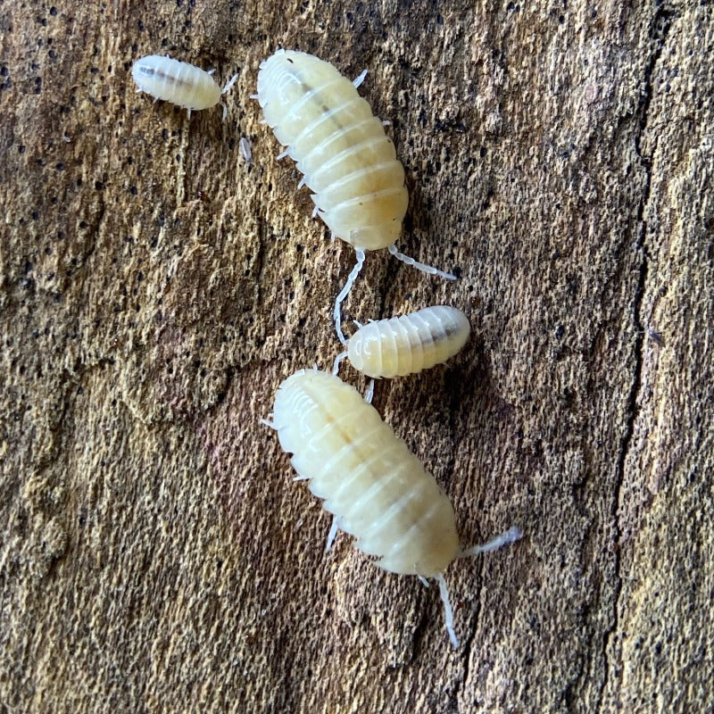 Armadillidium Vulgare T- Albino