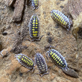 Porcellio Haasi "High Yellow"