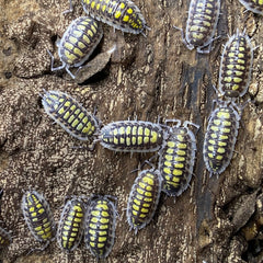 Porcellio Haasi High Yellow