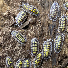 Porcellio Haasi High Yellow