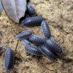 Porcellio Wagneri