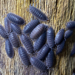Porcellio Wagneri