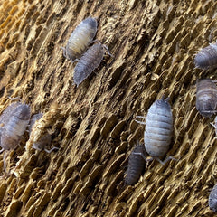 Porcellio Scaber Pied