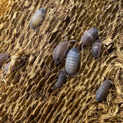 Porcellio Scaber Pied