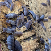 Porcellio Scaber Pied
