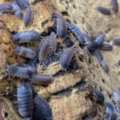 Porcellio Scaber Pied