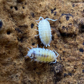 Porcellio Scaber Dalmatian