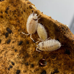 Porcellio Scaber Dalmatian