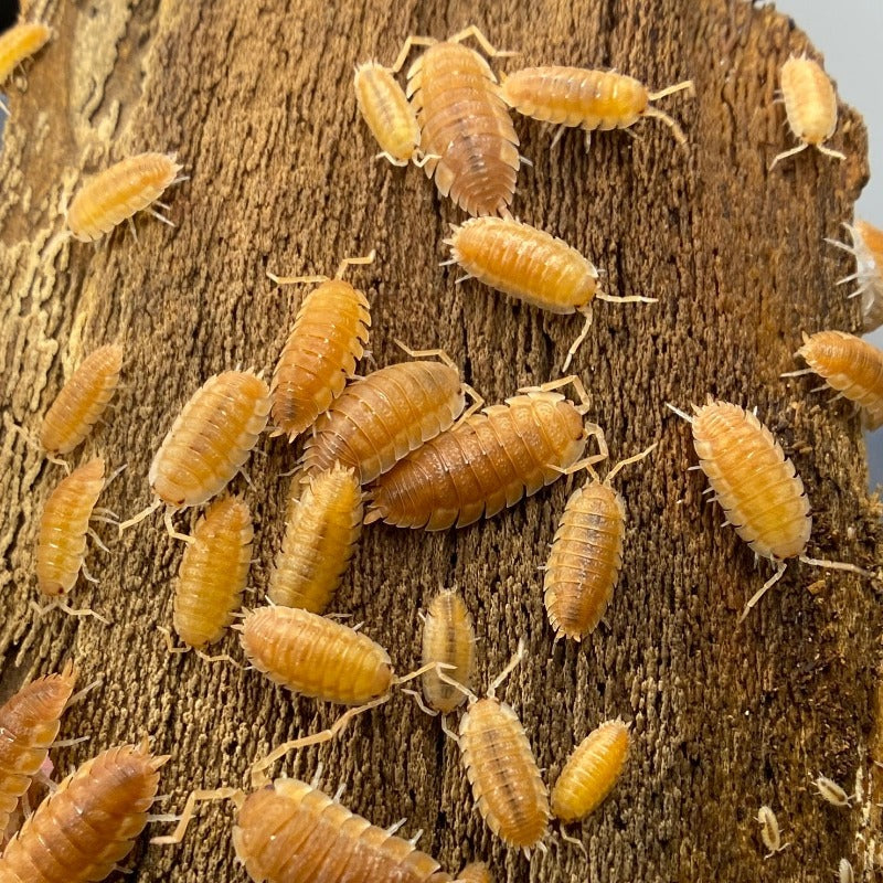 Porcellio Scaber Orange Embers