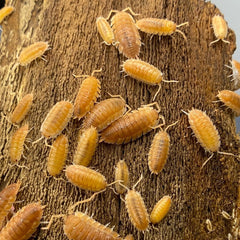 Porcellio Scaber Orange Embers