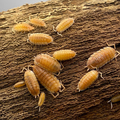Porcellio Scaber Orange Embers