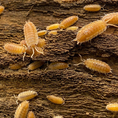 Porcellio Scaber "Orange Embers"