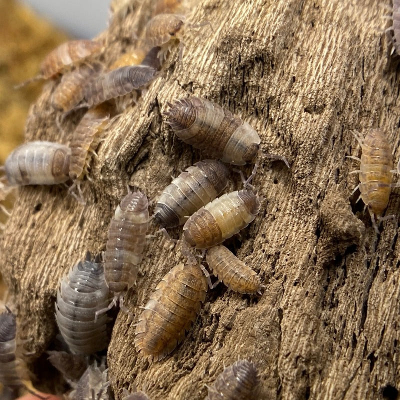 Porcellio Scaber Skewbald Tri