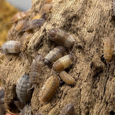 Porcellio Scaber Skewbald Tri