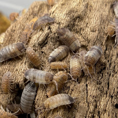 Porcellio Scaber Skewbald Tri