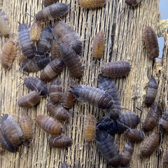 Porcellio Scaber Skewbald Tri