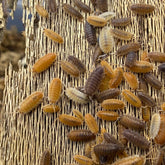 Porcellio Scaber Lottery Ticket