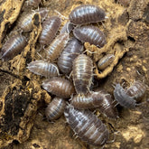Porcellio Leavis Milkback