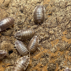 Porcellio Leavis Milkback