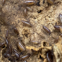 Florida Fast Isopod - Atlantoscia Floridana