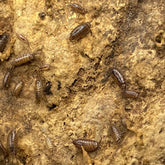 Florida Fast Isopod - Atlantoscia Floridana
