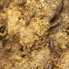 Florida Fast Isopod - Atlantoscia Floridana
