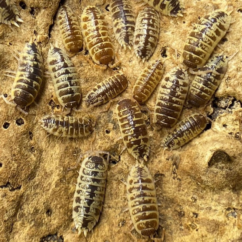 Porcellio Ornatus - Chocolate High Yellow