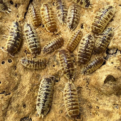 Porcellio Ornatus - Chocolate High Yellow
