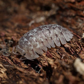 Isopod on a wooden surface