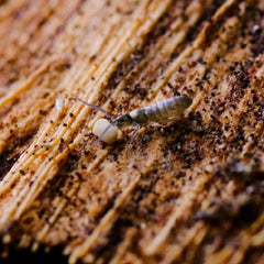 Tomocerus Vulgaris Springtails