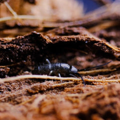 Tomocerus Vulgaris Springtails