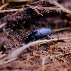 Tomocerus Vulgaris Springtails