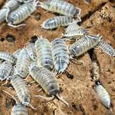 Porcellio Ornatus Witchs Brew