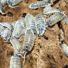 Porcellio Ornatus Witchs Brew