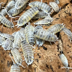 Porcellio Ornatus Witchs Brew