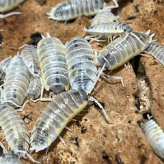 Porcellio Ornatus Witchs Brew