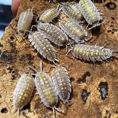 Porcellio Haasi "Giant"